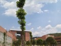 贵定第一中学2025年学费、收费多少