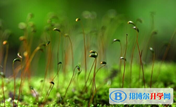 2020年内江中考报名学校