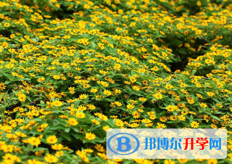 2020年玉溪中考状元