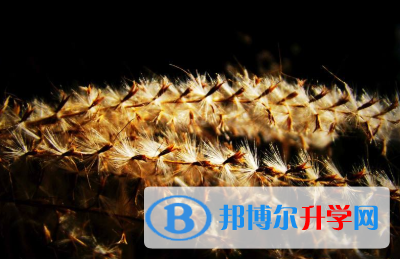 2021年宝鸡中考网络应用服务平台