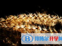 2021年宝鸡中考网络应用服务平台