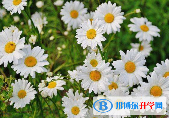 2021年广元中考网络服务平台
