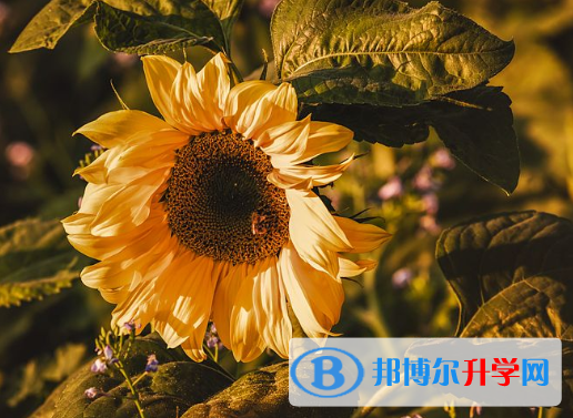 2021年甘孜中考孩子的营养餐