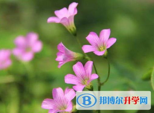 2021年阿坝今年中考统招线包括哪些区域