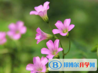 2021年阿坝今年中考统招线包括哪些区域