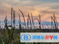 2021年甘孜中考报名自荐信怎么写