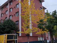 鲁甸县第一中学网站网址主页