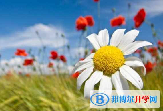 2021年攀枝花中考报名网站