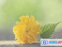 成都中考招生情况