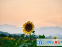 成都中考成绩查询系统