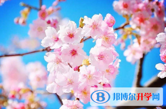 2020年巴中怎样查询中考成绩