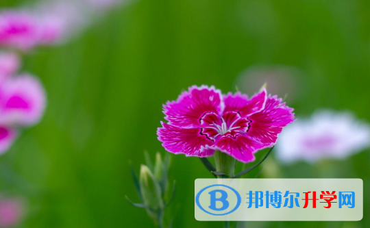 2021年延安中考填志愿统招和调剂