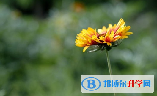 2021年安康中考应对策略