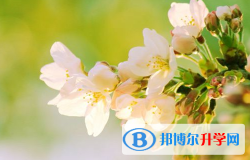 2021年安康中考自主招生情况