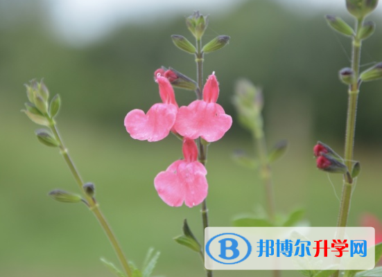 邯郸2021年中考网上学校