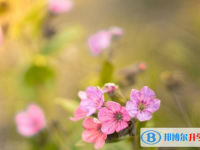 石家庄2021年中考填志愿怎么填
