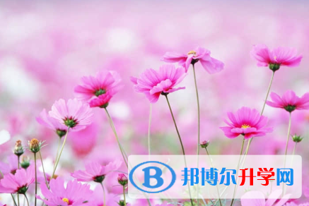 秦皇岛2021年中考自主招生情况