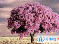 张家口2021年中考报名查询