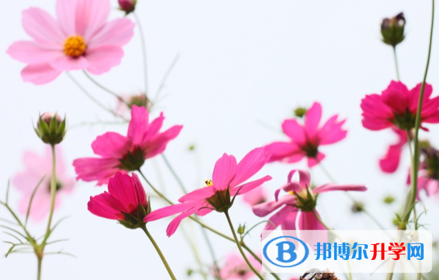 张家口2021年中考招考信息