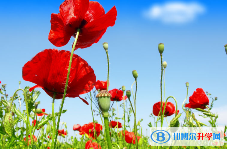 张家口2021年中考报名网站是什么