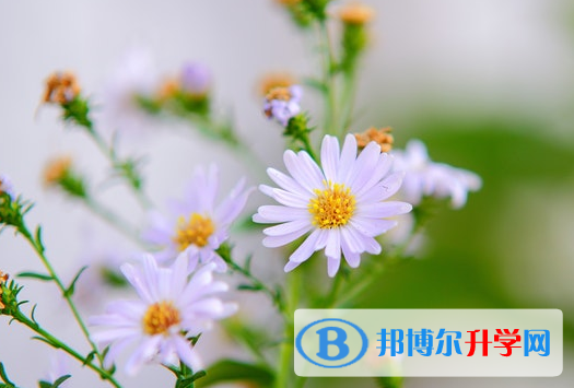 成都2021年历年中考重点