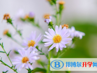 成都2021年历年中考重点
