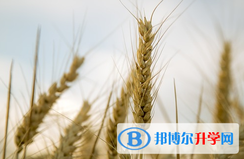 成都2021年中考查询系统的密码记不到了怎么办