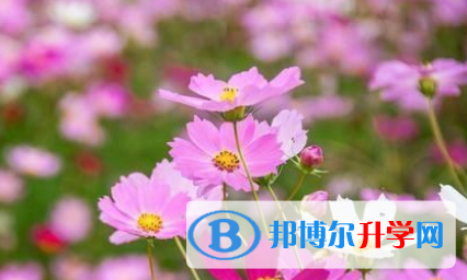 成都2021年中考的统招和调剂说明