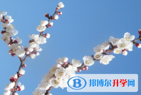 成都2021年中考报名自荐信怎么写