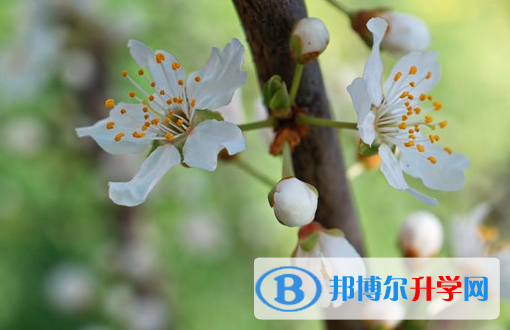 成都2021年中考372可以读的学校
