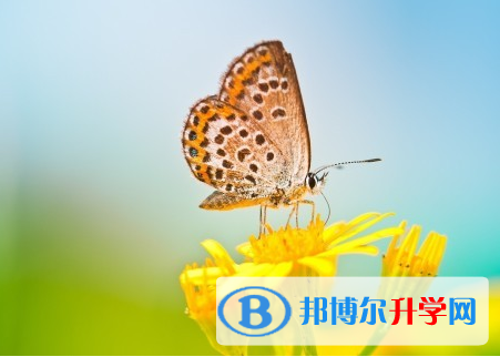 成都2021年中考453可以读哪些学校