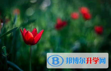 成都2021年中考报名是哪个网站