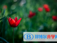 成都2021年中考报名是哪个网站