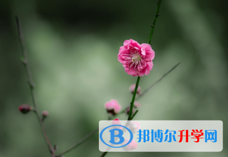 四川2021年中考报名查询