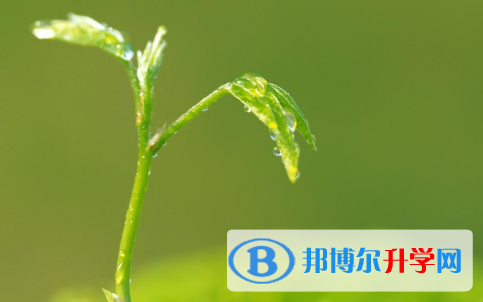 四川2021年中考查询成绩网址