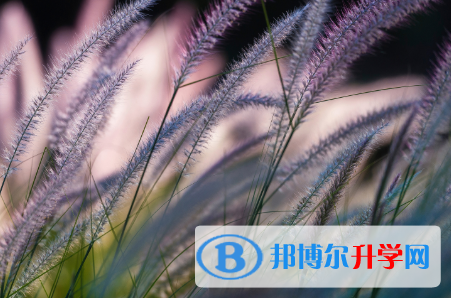 四川2021年中考成绩有没D