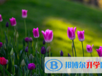 四川2021年中考成绩怎么查询