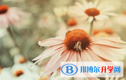 四川2021年中考成绩查询网址