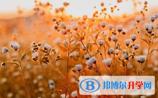 四川2021年中考查询