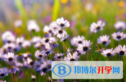 四川2021年中考可以报哪些学校