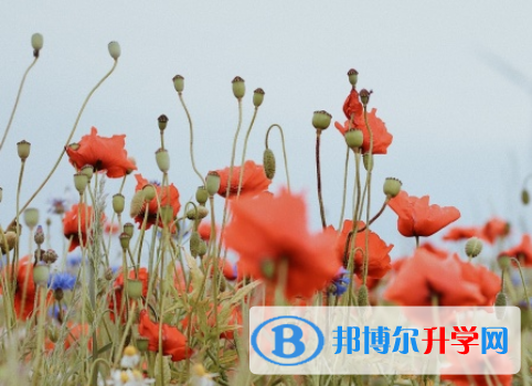 四川2021年中考试题