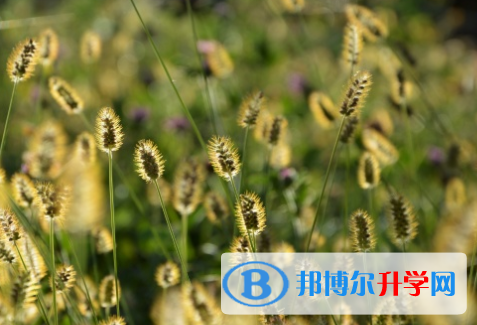 四川2021年中考招生考试