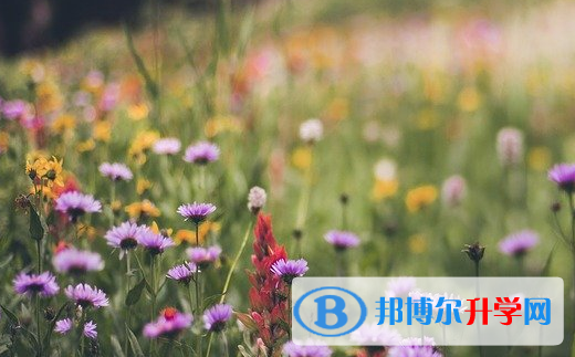 四川2021年中考报名自荐信怎么写