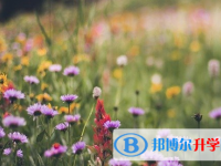四川2021年中考报名自荐信怎么写