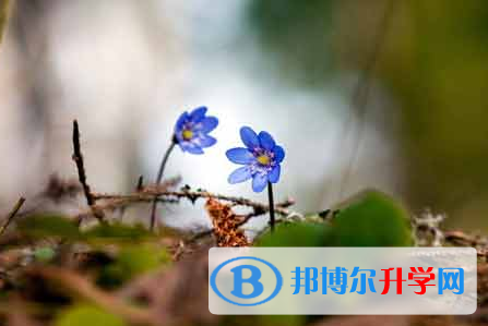 自贡2021年中考网上报名系统