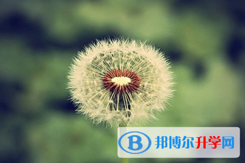 攀枝花2021年中考考点有哪几个