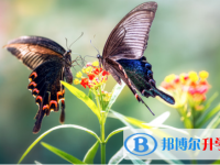 攀枝花2021年外地生参加中考