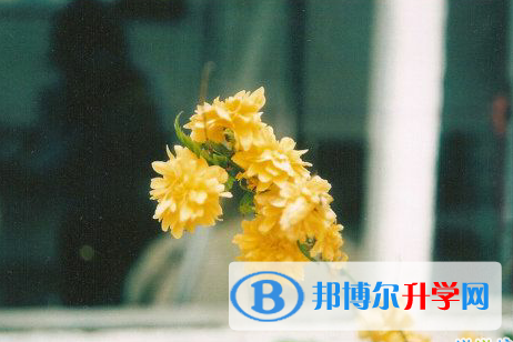 攀枝花2021年中考怎么办