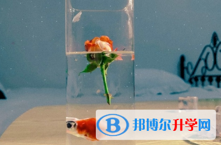 攀枝花2021年中考后可以上什么学校