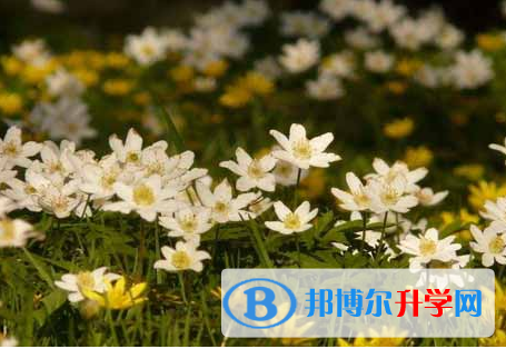 攀枝花2021年什么是中考调剂生